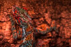 Chameleon (red)