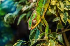 Chameleon (green)