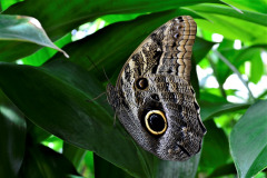 Butterfly wing