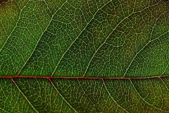 Leaf