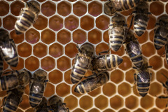 Beehive