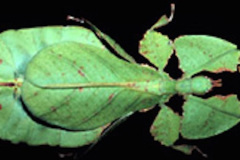 Leaf bug