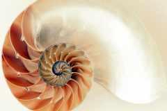Nautilus shell