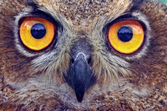 Owl's eyes