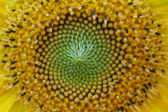 Sunflower center
